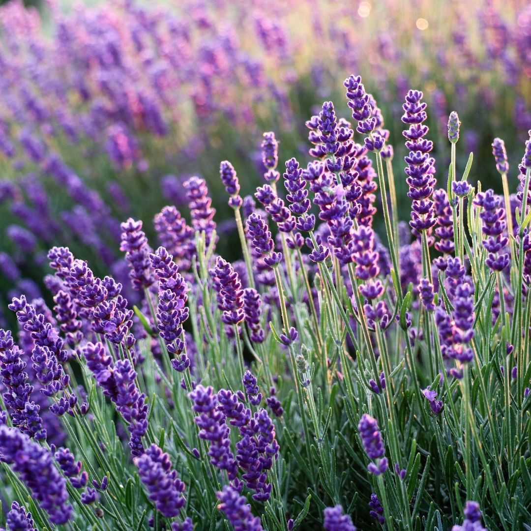 doTERRA Lavendel (Lavender) 15ml