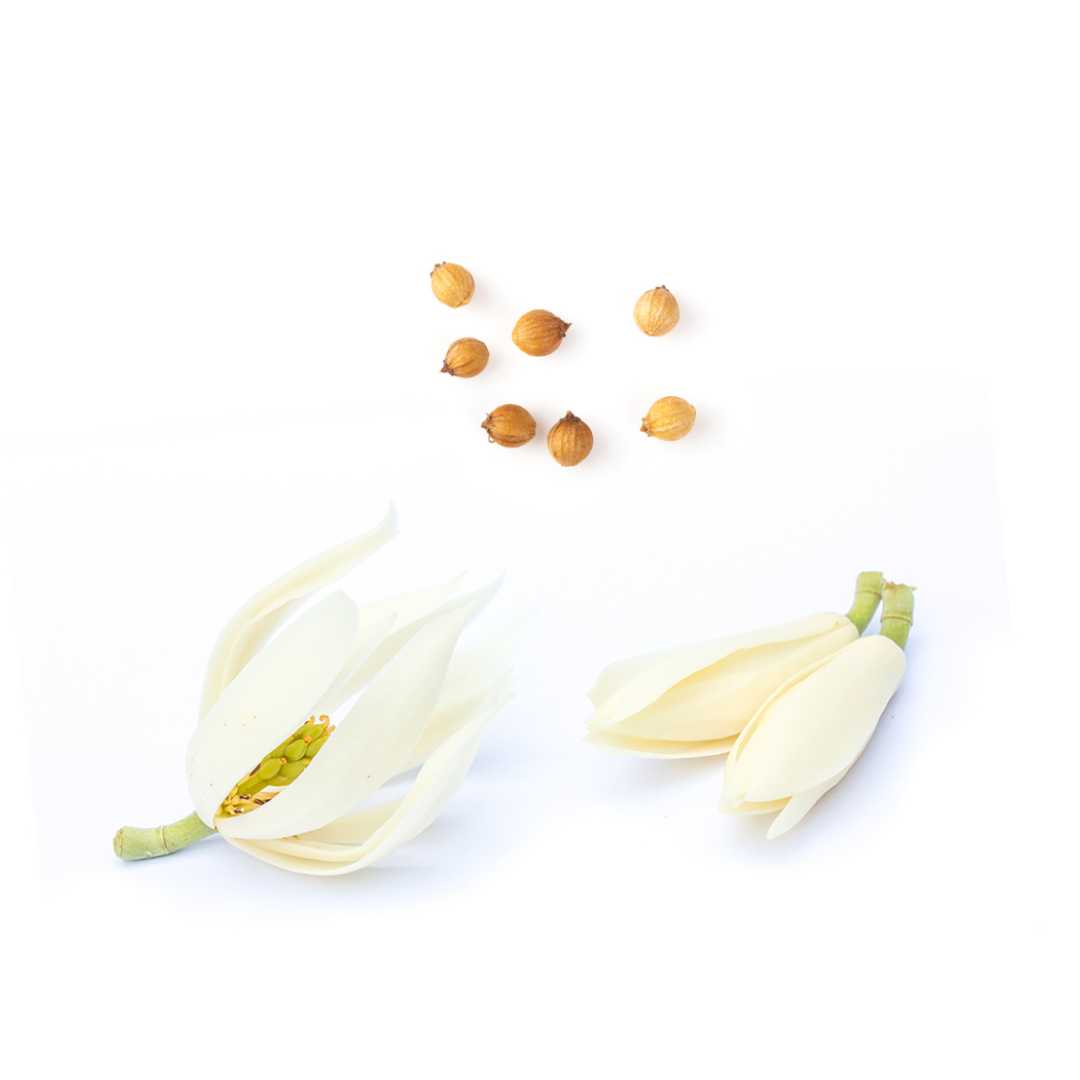 dōTERRA Steady™ Erdende Mischung 10 ml