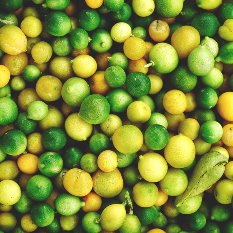 doTERRA Lime (Limette) Citrus aurantifolia 15ml